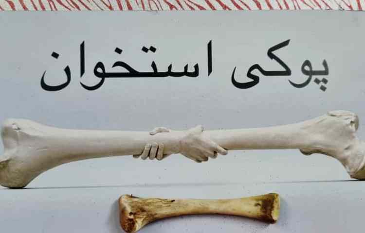 ارائه پوسترها در آخرین روز هفته ملی علوم 12