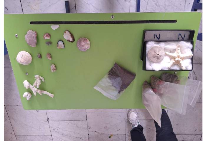 ارائه کنفرانس علوم مبحث فسیل ها 5