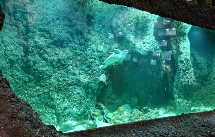 اردوی اقیانوس پارک 16