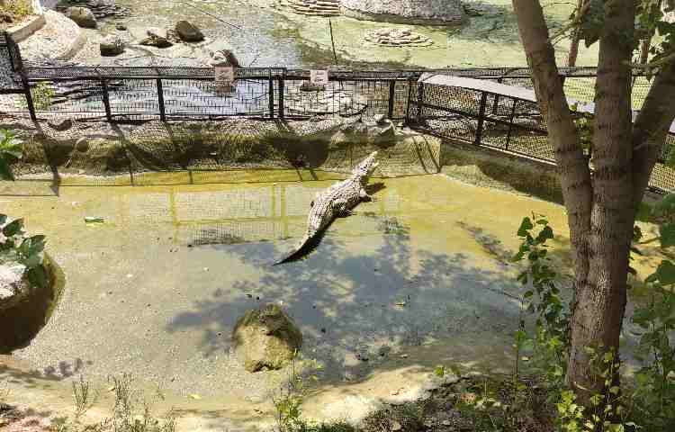 اردوی زبان باغ وحش ارم سبز 2