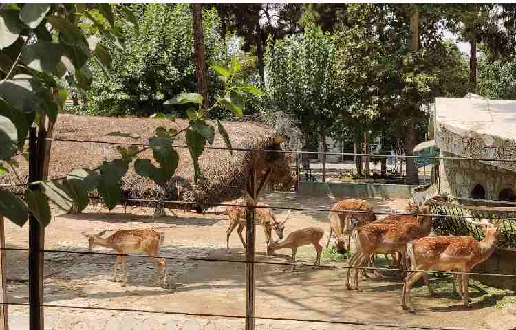 اردوی زبان باغ وحش ارم سبز 2