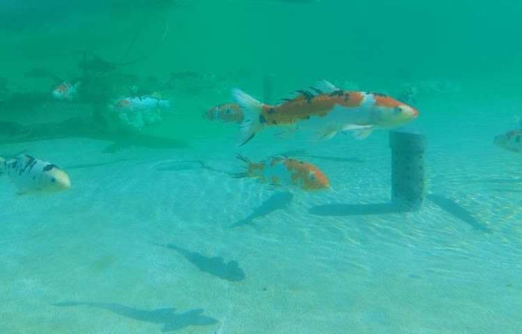 اردوی شاد و جذاب آکوا پارک (پارک آب و آتش) 10