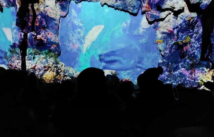 اردوی شاد و جذاب آکوا پارک (پارک آب و آتش) 27