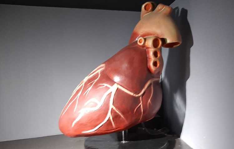 اردوی هیومن پارک 4