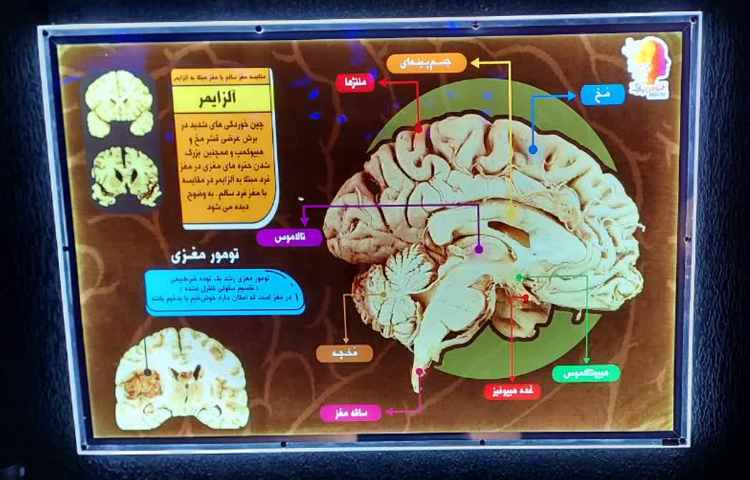 اردوی هیومن پارک 5