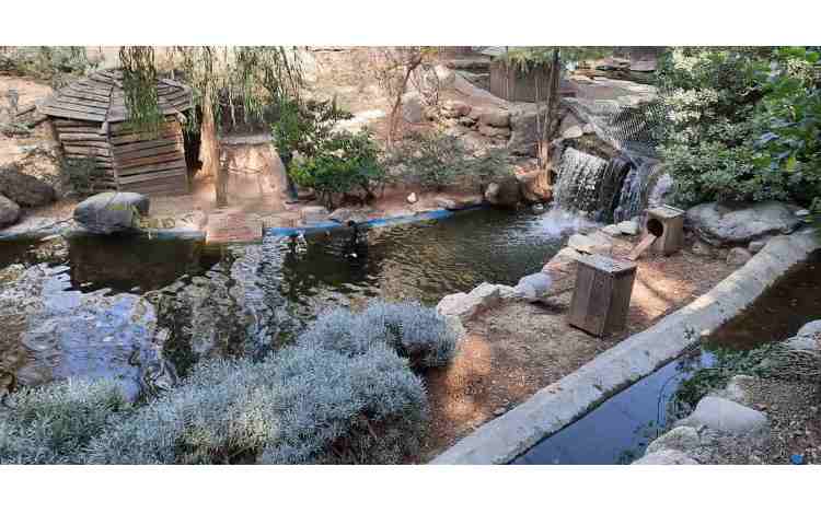 اردو باغ پرندگان 3