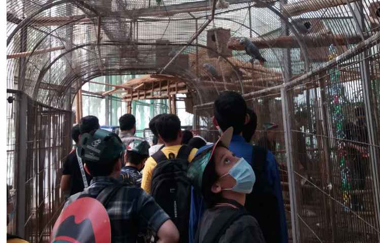 اردو باغ پرندگان