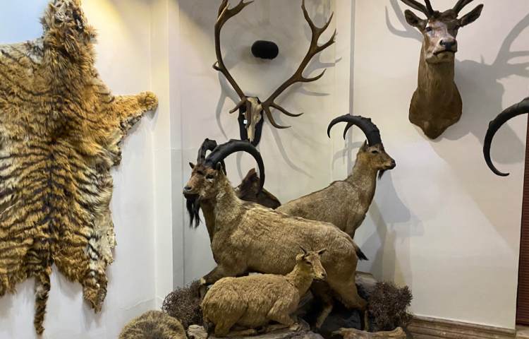 :اردو علمی تفریحی، موزه طبیعت و حیات وحش دارآباد، کلاس قاصدک 3