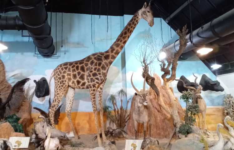 اردو - موزه دارآباد 7