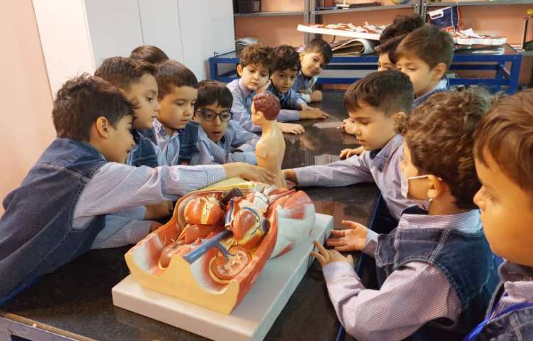 اعضای درونی بدن 3