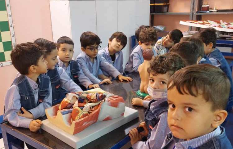 اعضای درونی بدن 4