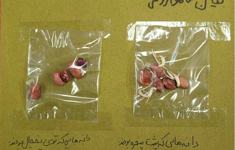 انجام آزمایش مقایسه‌ی رشد دانه‌ی لوبیا در نور آفتاب و محیط یخچال 3