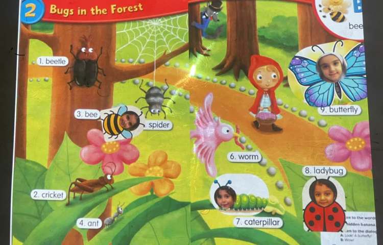 انجام فعالیت مربوط به Insects