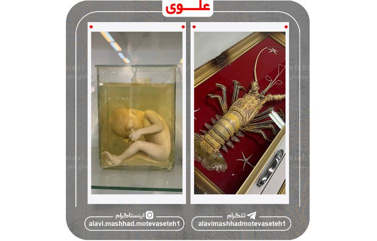 بازدید از دانشکده علوم دانشگاه فردوسی 10