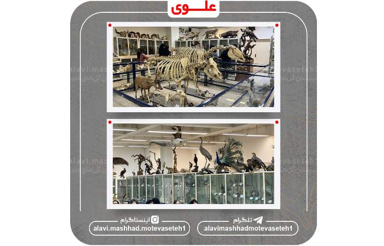 بازدید از دانشکده علوم دانشگاه فردوسی 11