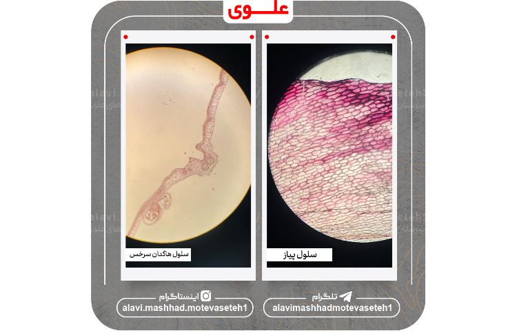 بازدید از پژوهش سرا و آزمایشگاه مرکزی ابوعلی سینا 13