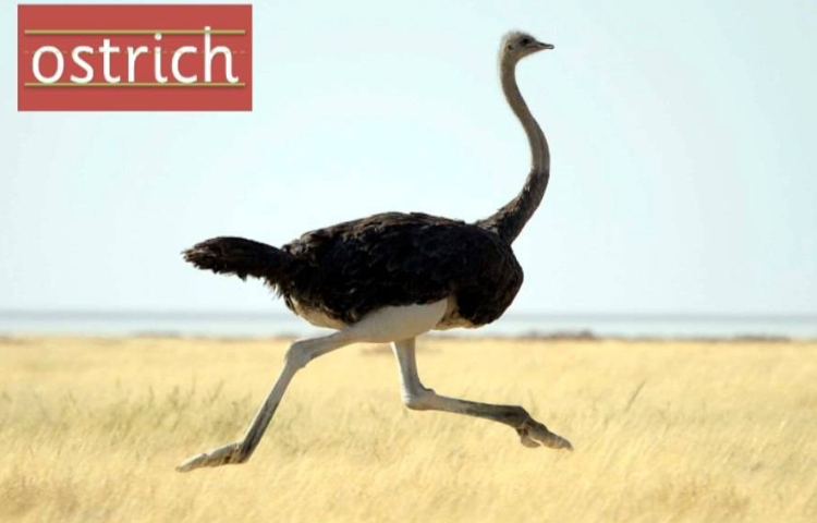 Culture با موضوع Ostrich 1