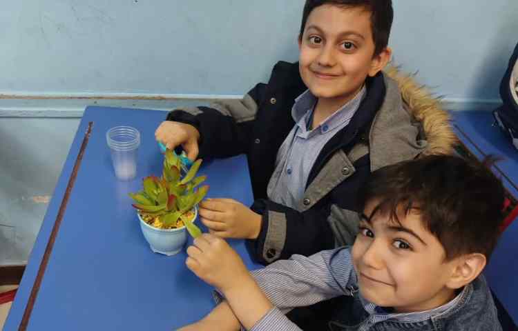 بررسی عملکرد ساقه در گیاهان 1