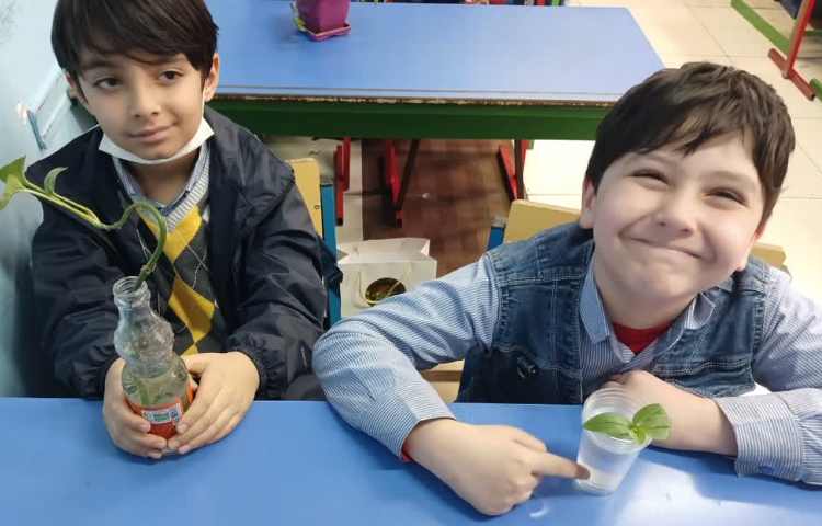 بررسی عملکرد ساقه در گیاهان 2