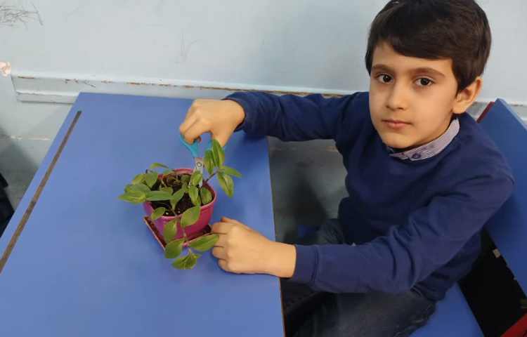 بررسی عملکرد ساقه در گیاهان 3