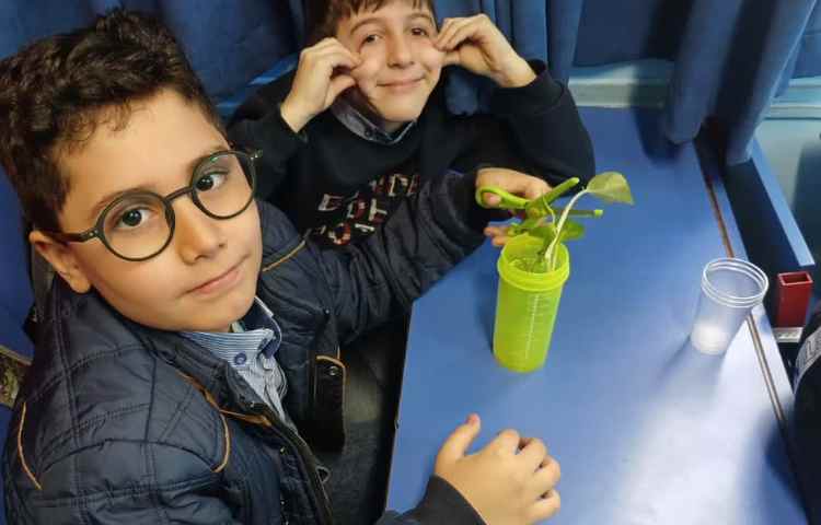 بررسی عملکرد ساقه در گیاهان 4