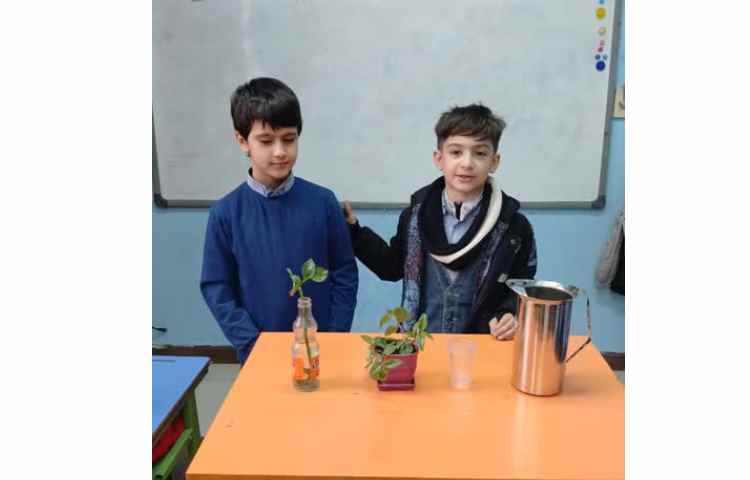 بررسی عملکرد ساقه در گیاهان 5