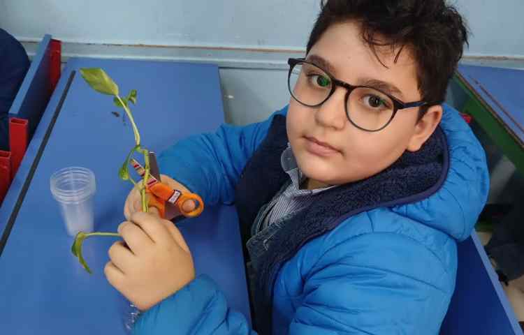 بررسی عملکرد ساقه در گیاهان 6