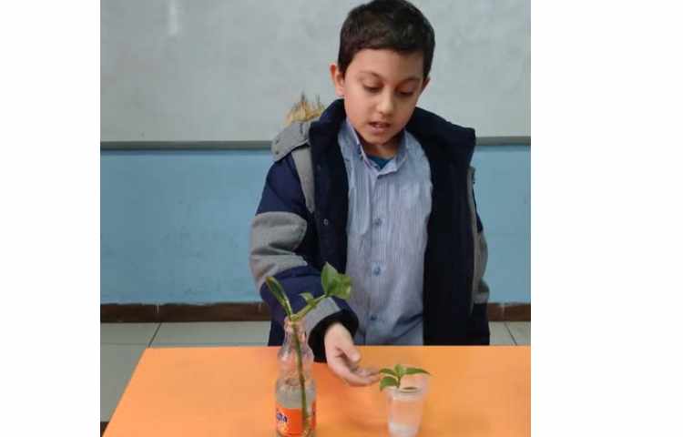 بررسی عملکرد ساقه در گیاهان 7