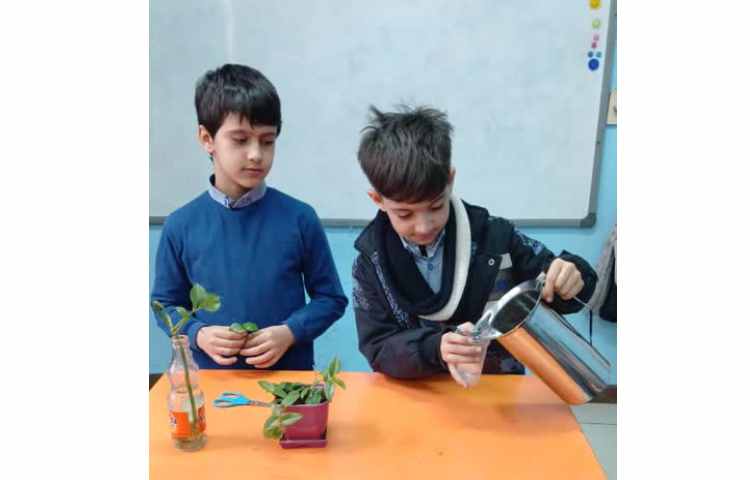 بررسی عملکرد ساقه در گیاهان