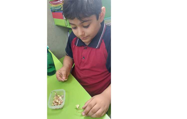 بررسی و مشاهده ی چگونگی رشد دانه های مختلف در زنگ علوم 4