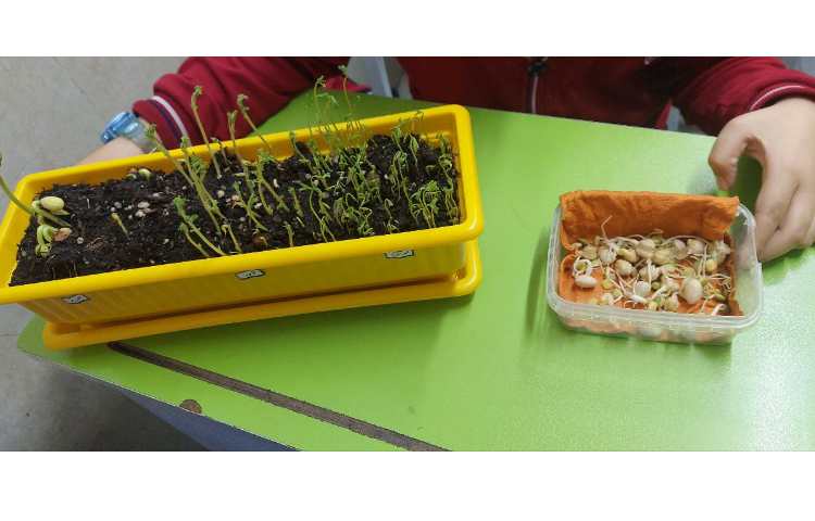 بررسی و مشاهده ی چگونگی رشد دانه های مختلف در زنگ علوم 6