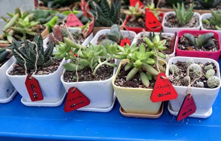 برگزاری جشن یلدا 4