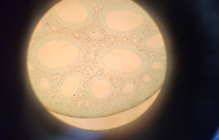 برگزاری کار سوق پژوهشی 11