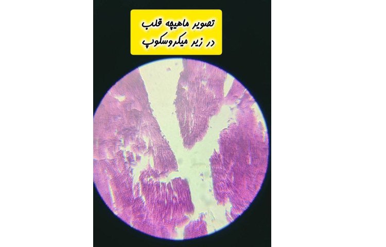 :برگزاری کلاس های آزمایشگاه دروس فزیک،شیمی و زیست شناسی دانش آموزان پایه دهم 7