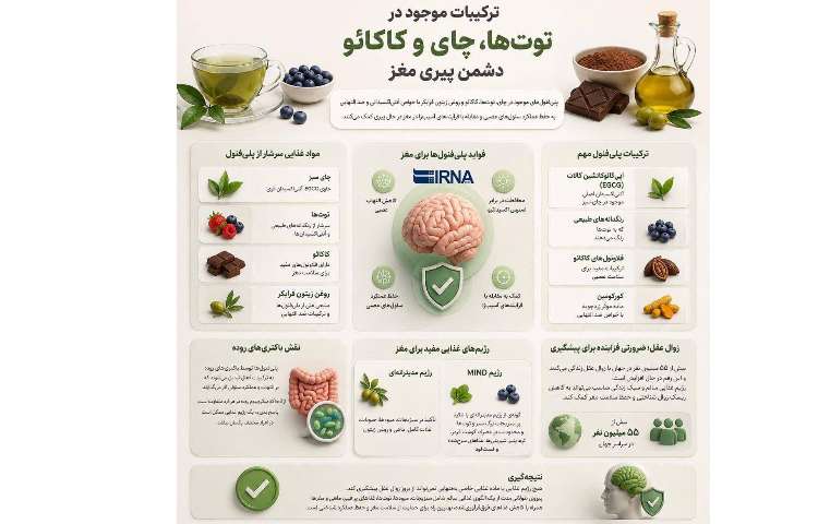 بهداشت: ترکیبات موجود در توت‌ها، چای و کاکائو؛ دشمن پیری مغز 1