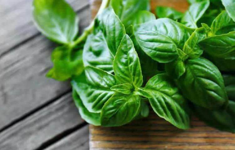 بهداشت ریحان آرامش مغز 1
