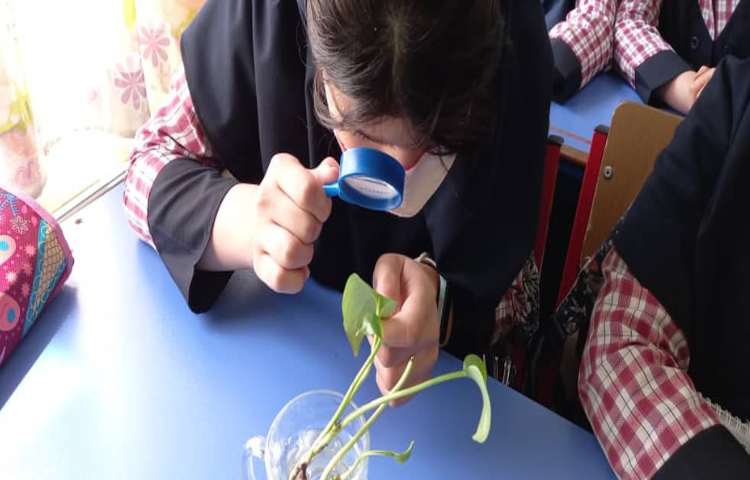 تدریس مبحث از ریشه تا برگ از کتاب علوم 1