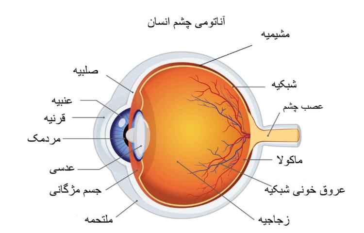 تشریح ساختمان چشم