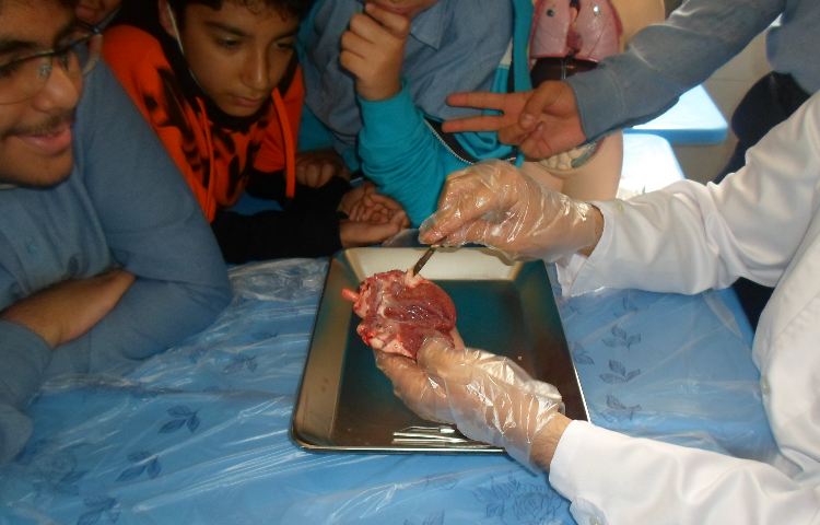 تشریح قلب حیوانات درس زیست شناسی 3