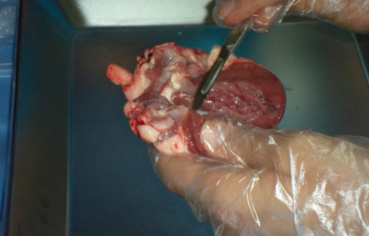 تشریح قلب حیوانات درس زیست شناسی 4