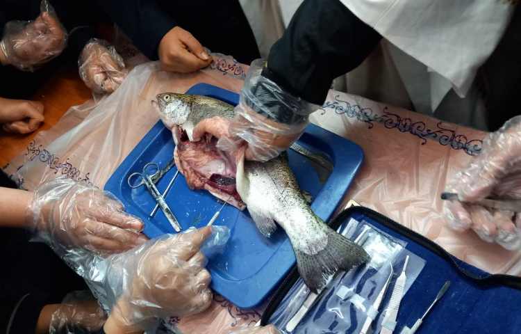 تشریح ماهی 2