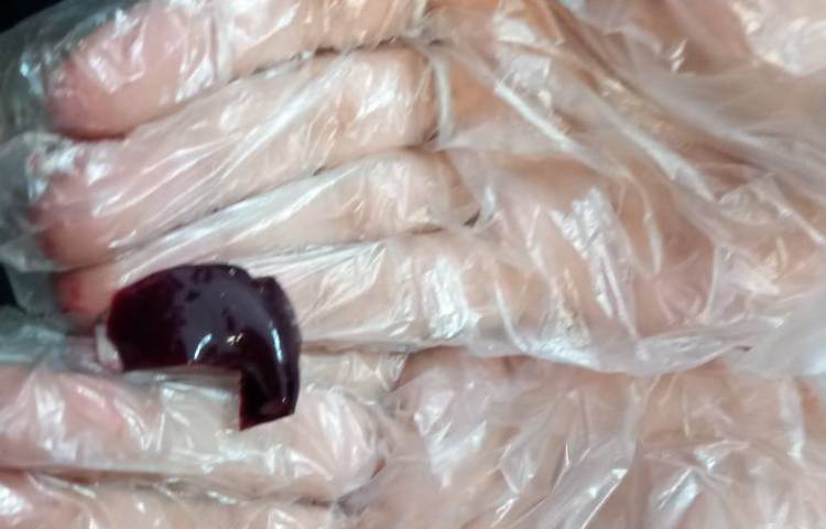 تشریح ماهی 3