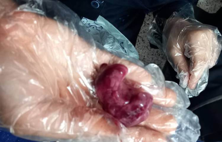 تشریح ماهی 4