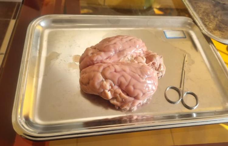 تشریح مغزو چشم گوساله 2