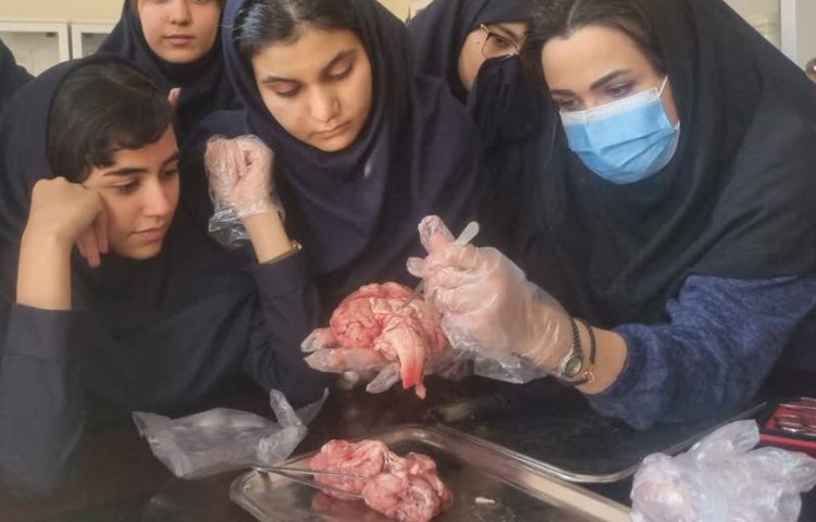 تشریح مغزو چشم گوساله 4