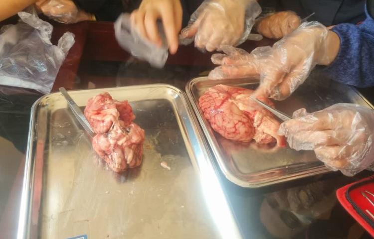 تشریح مغزو چشم گوساله