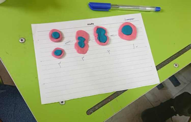 تقسیم سلولی 3