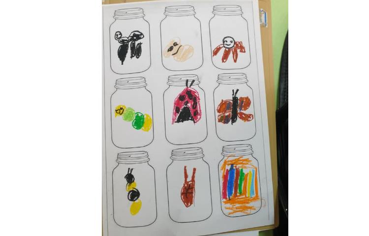 تمرین حشرات با تصاویر و طبقه بندی آنها 3