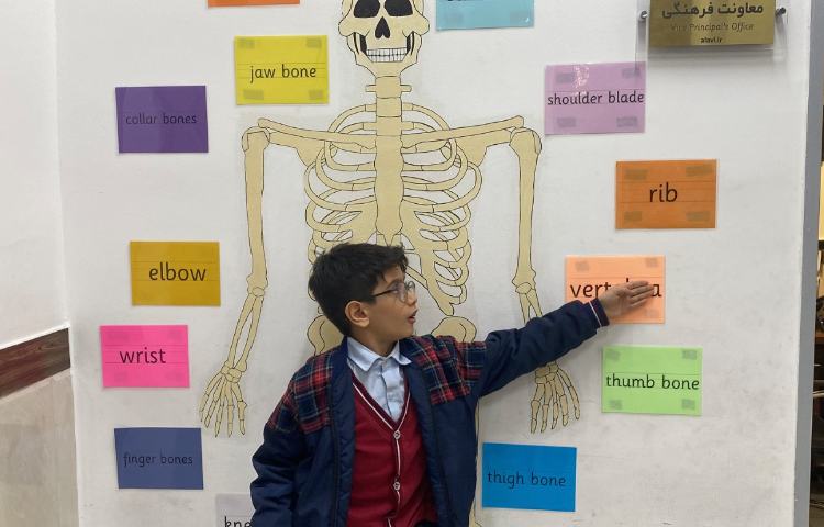 تمرین مبحثِ اسکلت بدن انسان-زنگ Science 4