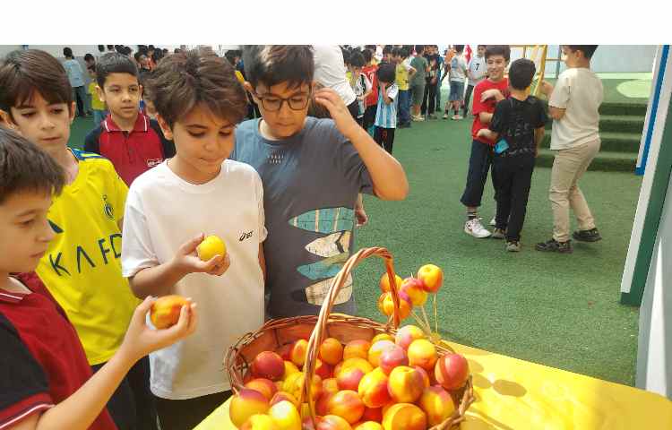 توزیع میانوعده میوه تمام پایه ها 11